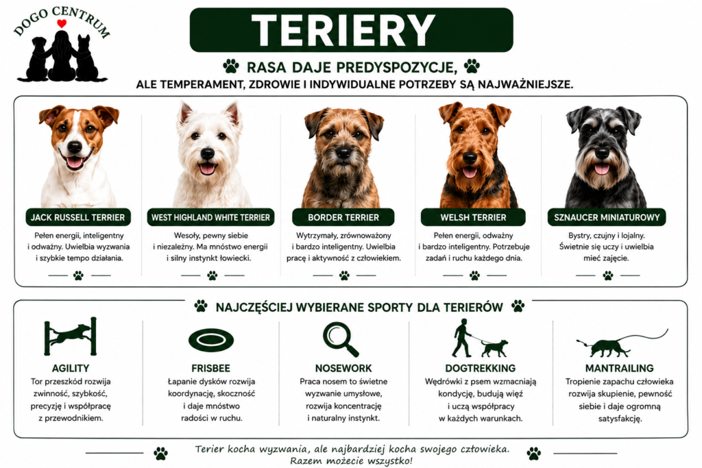 Jaki sport dla teriera